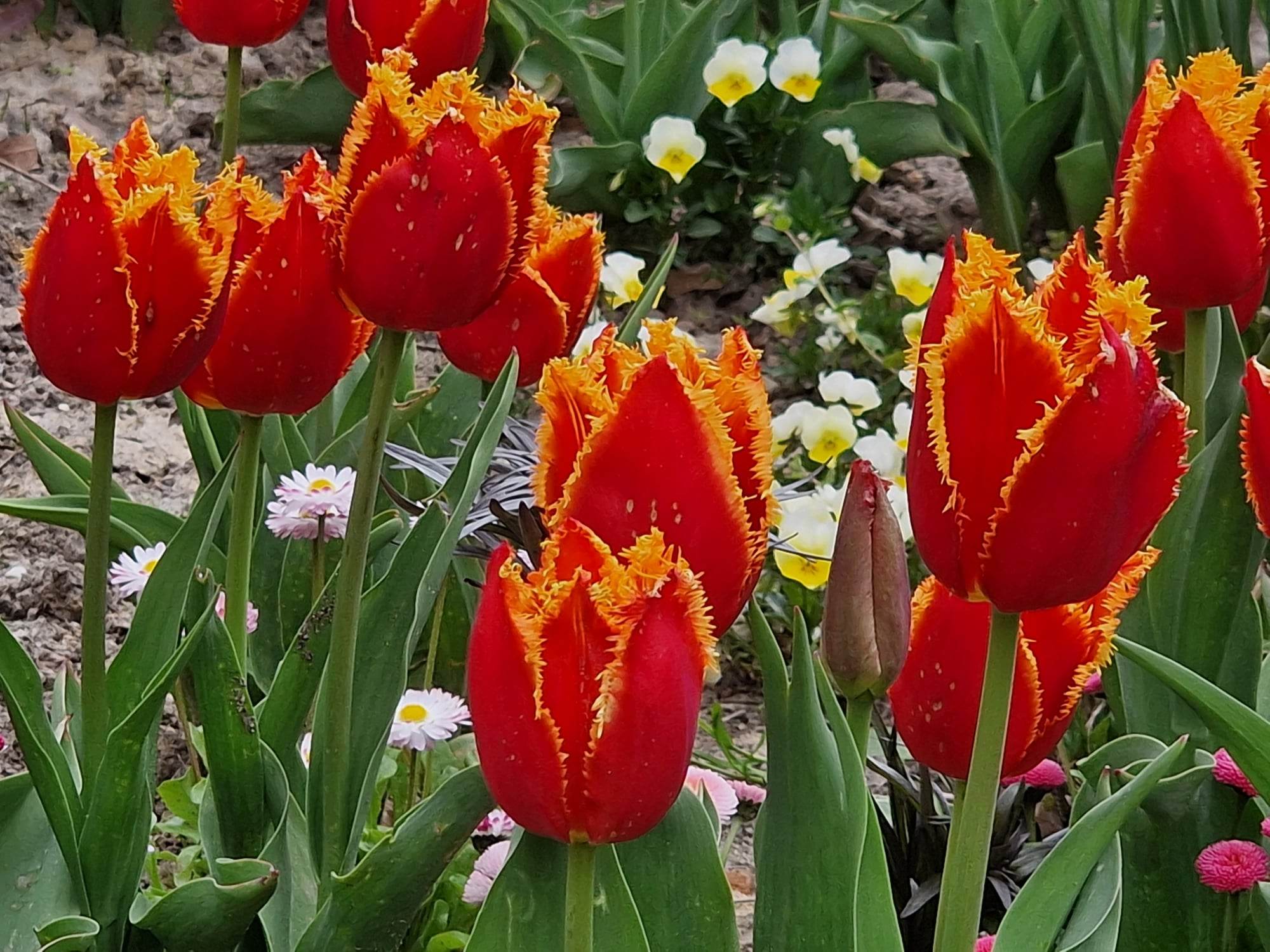 342595592_629286249240656_567884365945922611_n